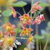 Epimedium Pubigerum Orange Konigin - Fleur des Elfes - Volume 3L / 15-20cm