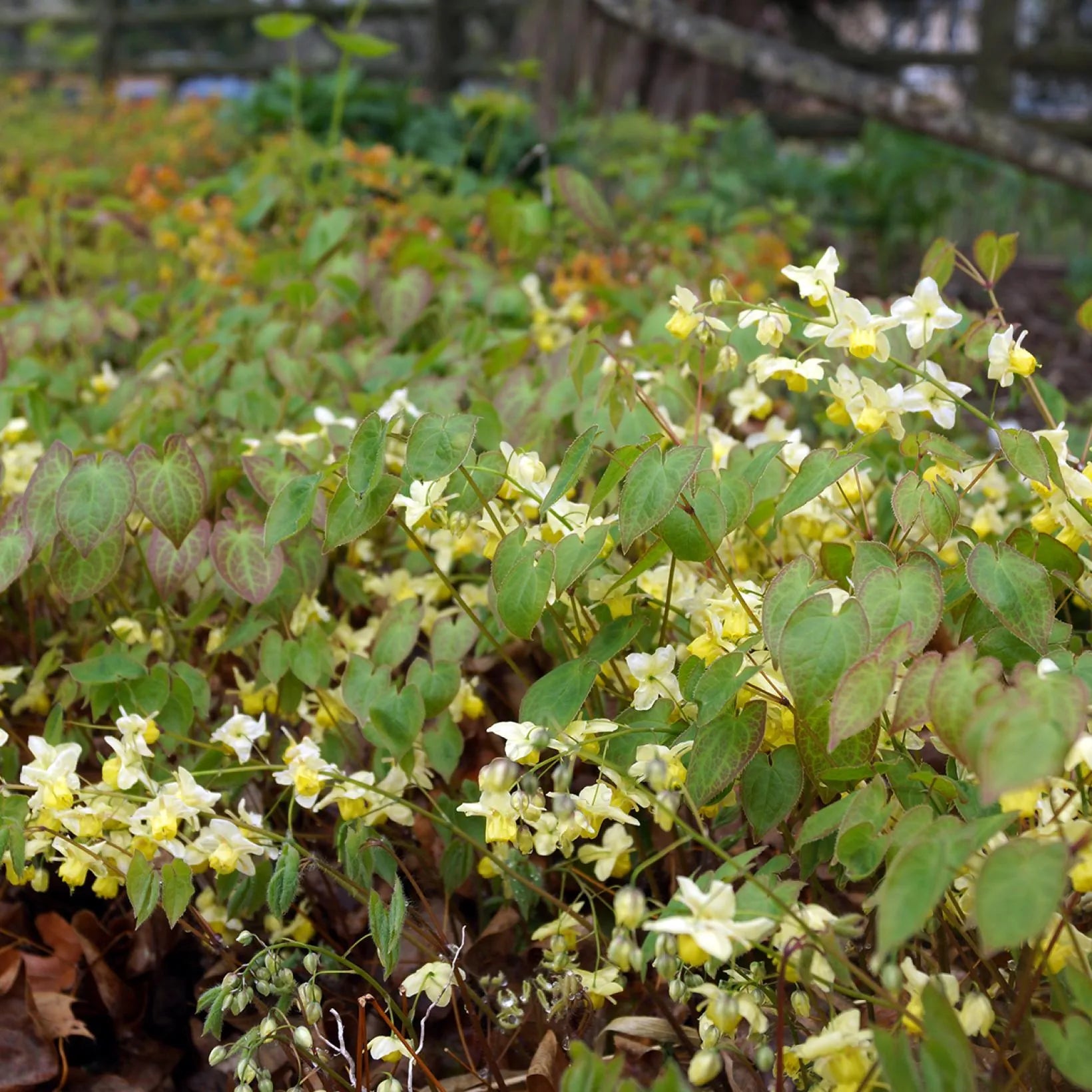 Epimedium Versicolor Sulphureum - Fleur des Elfes - Volume 3L / 15-20cm