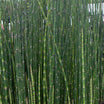 Equisetum Japonicum - Prêle d'Hiver - Volume 3L / 30-50cm