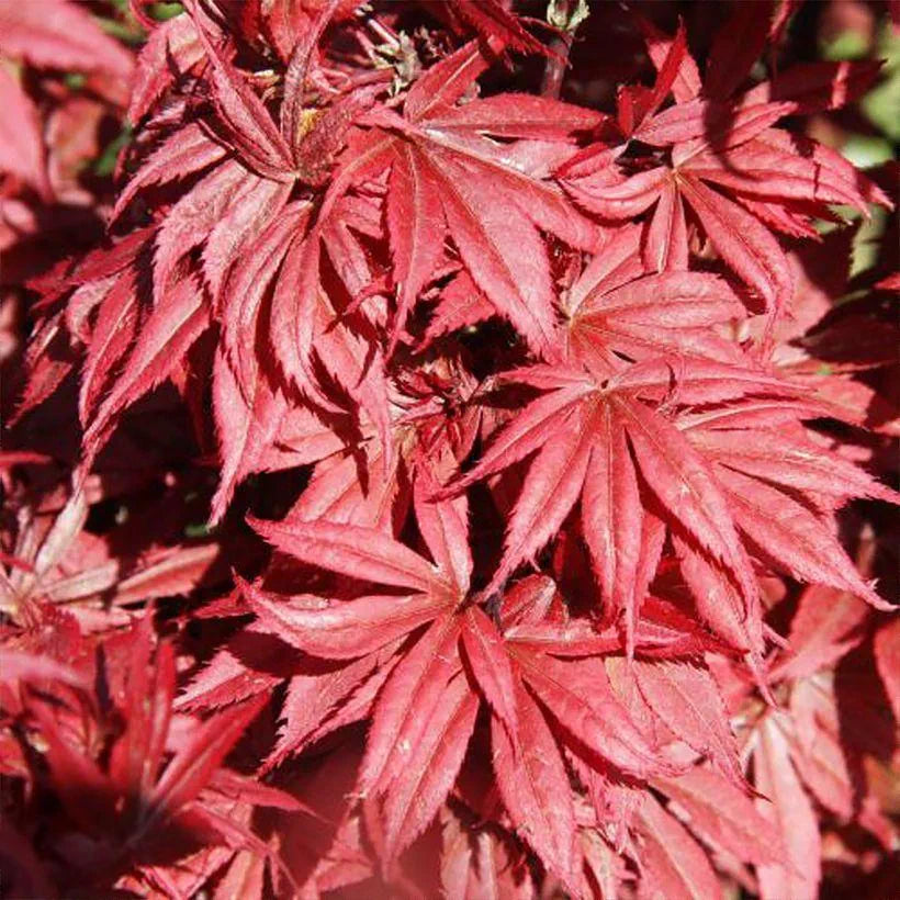 Acer Palmatum Brandt’s Dwarf - Érable du Japon - Volume 3L / 30-40cm