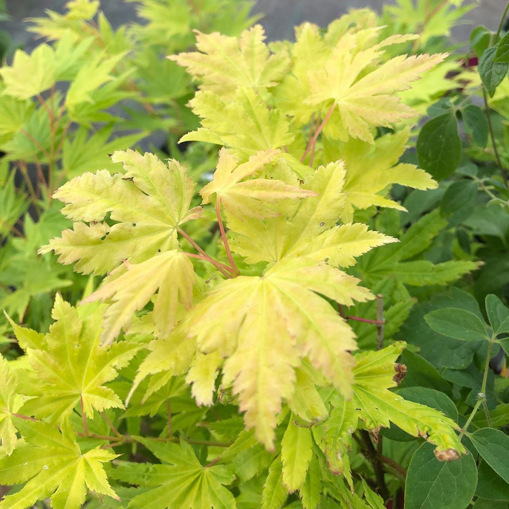 Acer Palmatum 'Summer Gold' - Erable du Japon - Volume 3L / 30-50cm