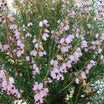 Erica Mediterranea - Bruyère méditerranéenne - Volume 3L / 30-50cm