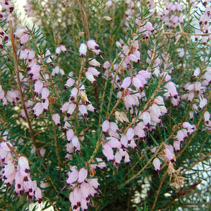 Erica Mediterranea - Bruyère méditerranéenne - Volume 3L / 30-50cm