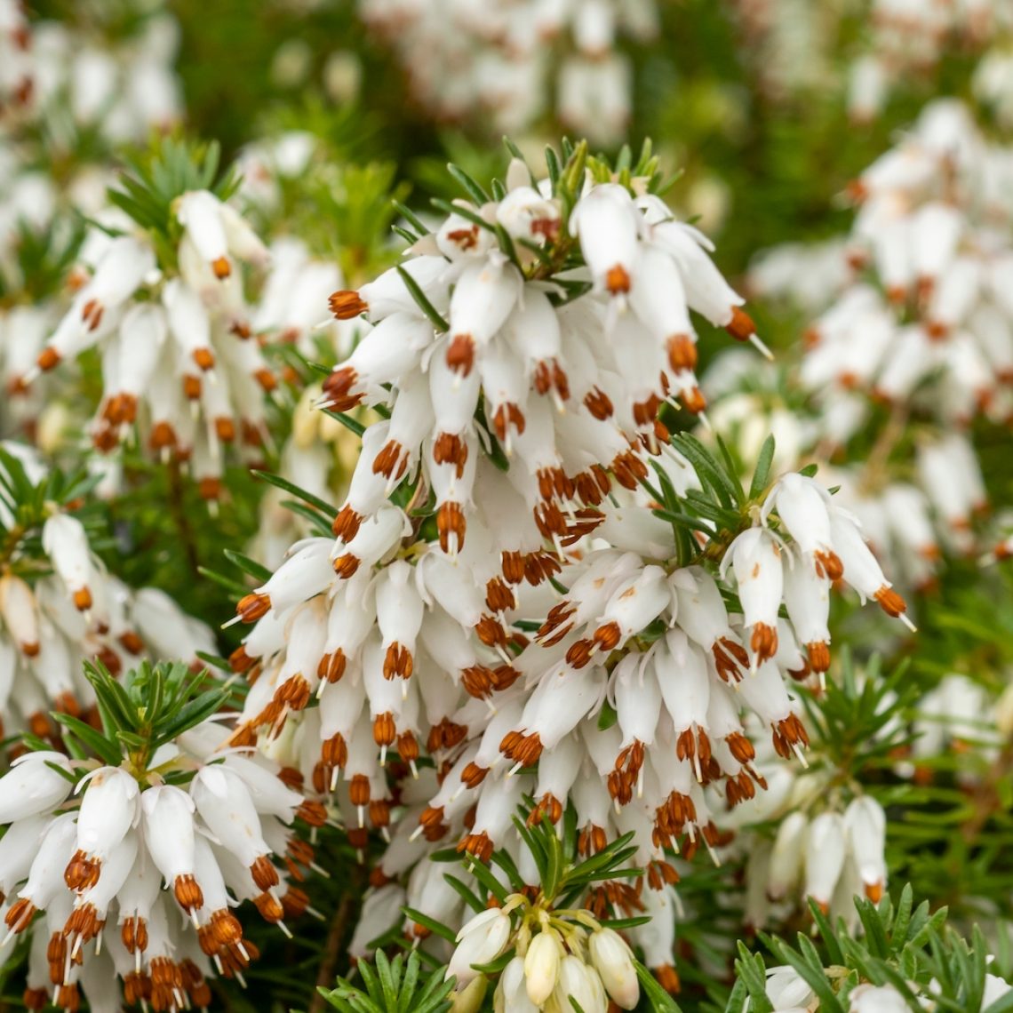 Erica x Veitchii Exeter - Volume 4L / 30-40cm