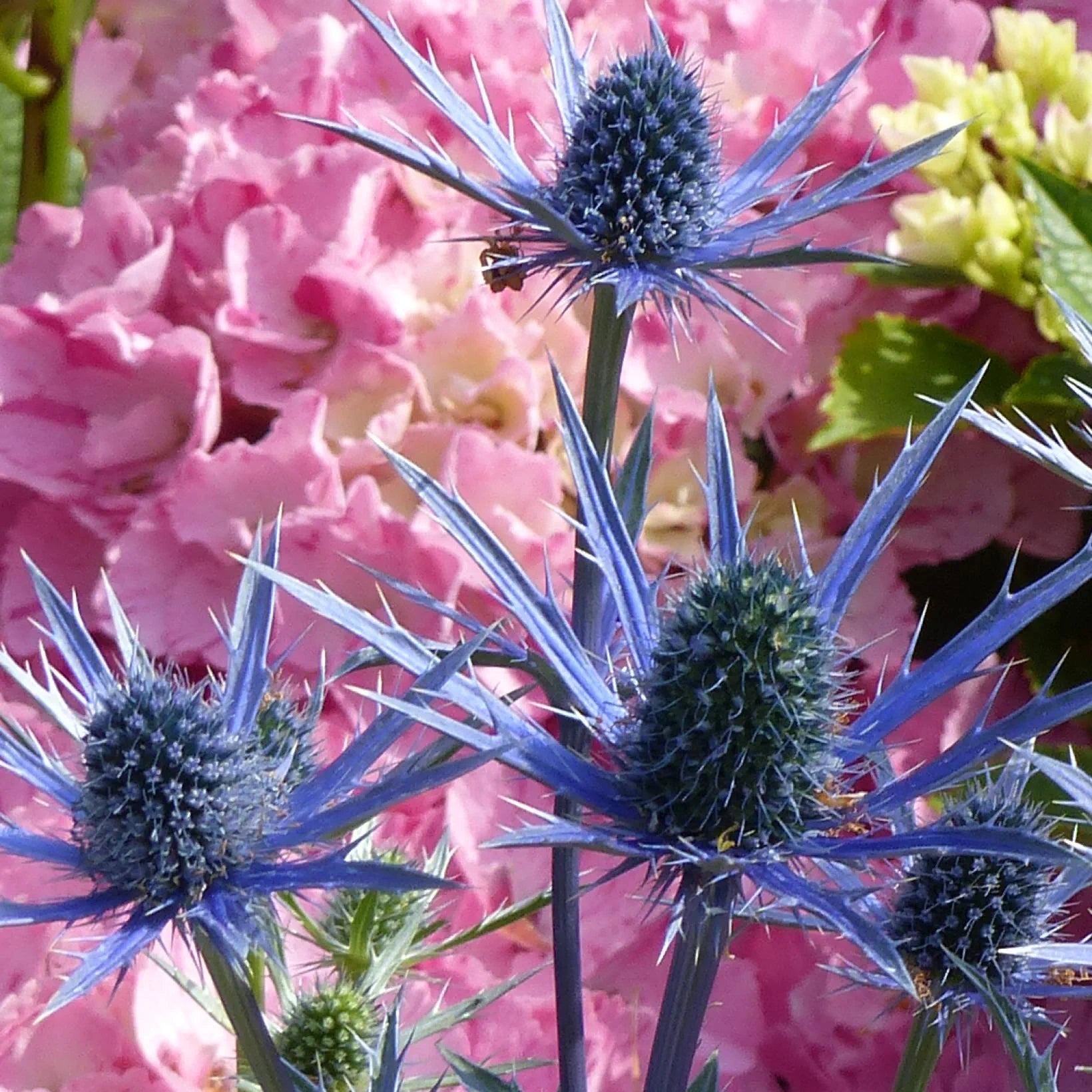 Eryngium Zabelii Big Blue - Panicaut - Volume 3L / 15-20cm