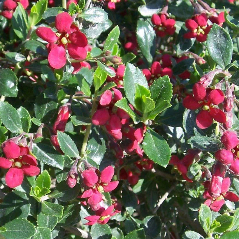 Escallonia Red Dream - Volume 3L / 30-50cm