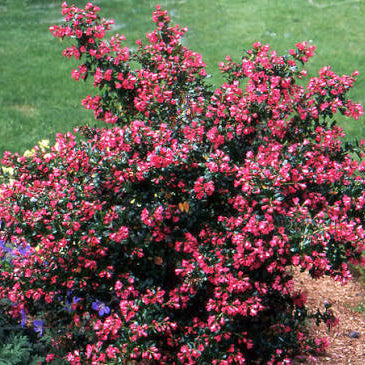 Escallonia Pride of Donard - Volume 3L / 40-60cm