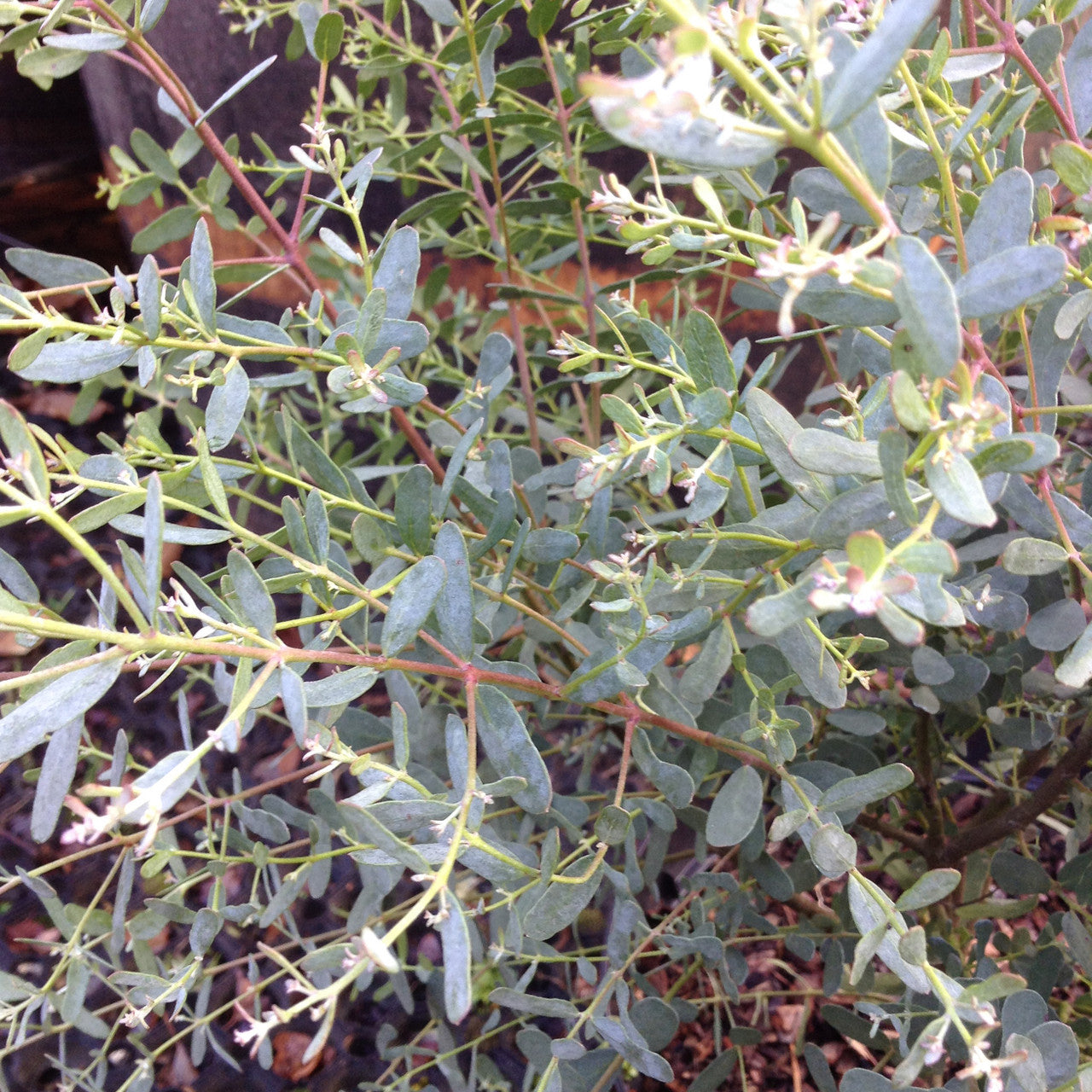 Eucalyptus Gunnii France Bleu - Gommier cidre décoratif - Volume 4L / 60-80cm