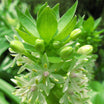 Eucomis Autumnalis - Eucomide - Volume 4L / 20-30cm