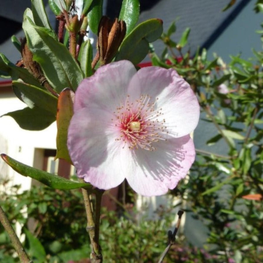 Eucryphia Lucida Pink Cloud - Volume 3L / 40-50cm