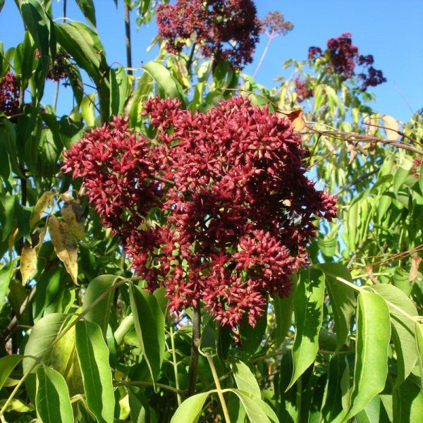 Euodia daniellii - Arbre à miel - Volume 3L / 30-50cm