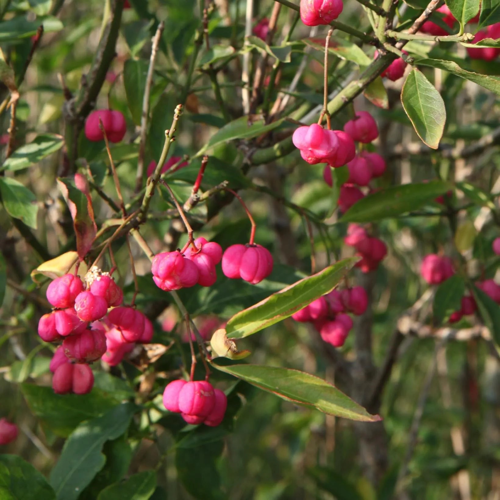 Euonymus Europaeus - Fusain d'Europe - Volume 3L / 30-50cm