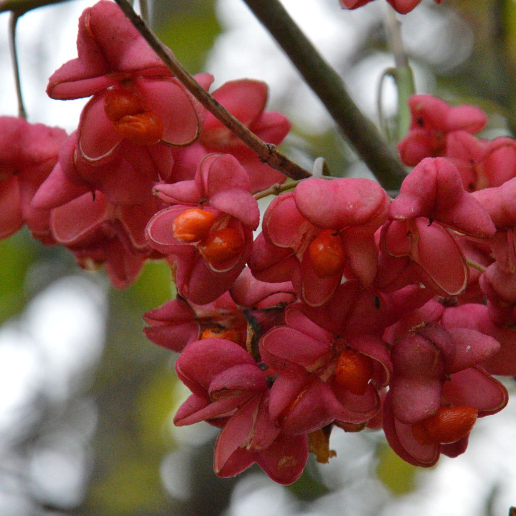 Euonymus Europaeus 'Red Cascade' - Fusain d'Europe - Volume 3L / 40-60cm