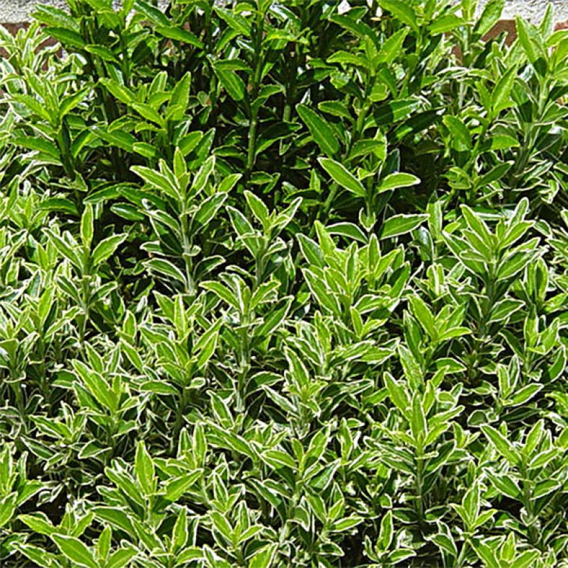Euonymus Microphyllus Pulchellus - Fusain du Japon - Volume 3L / 20-30cm