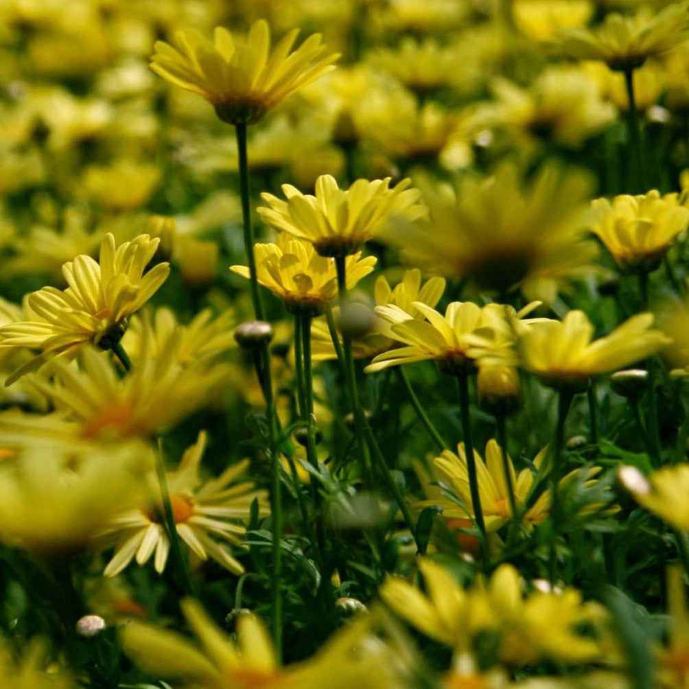 Euryops Pectinatus - Marguerite des Savanes - Volume 4L / 30-50cm
