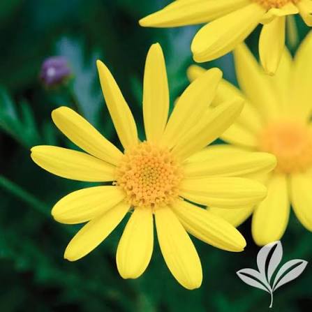 Euryops Chrysanthemoides - Marguerite Arbustive Jaune - Volume 4L / 30-40cm