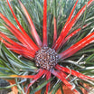 Fascicularia Bicolor - Volume 3L / 20-30cm