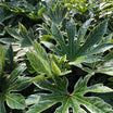 Aralia Japonica Spider Web - Volume 4L / 30-50cm