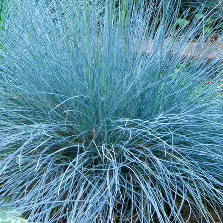 Festuca Glauca Intense Blue - Fétuque Bleue Intense Blue - Volume 3L / 15-20cm