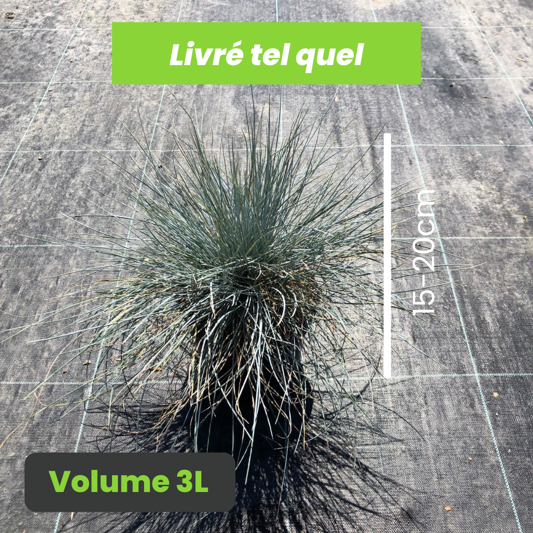 Festuca Glauca Intense Blue - Fétuque Bleue Intense Blue - Volume 3L / 15-20cm