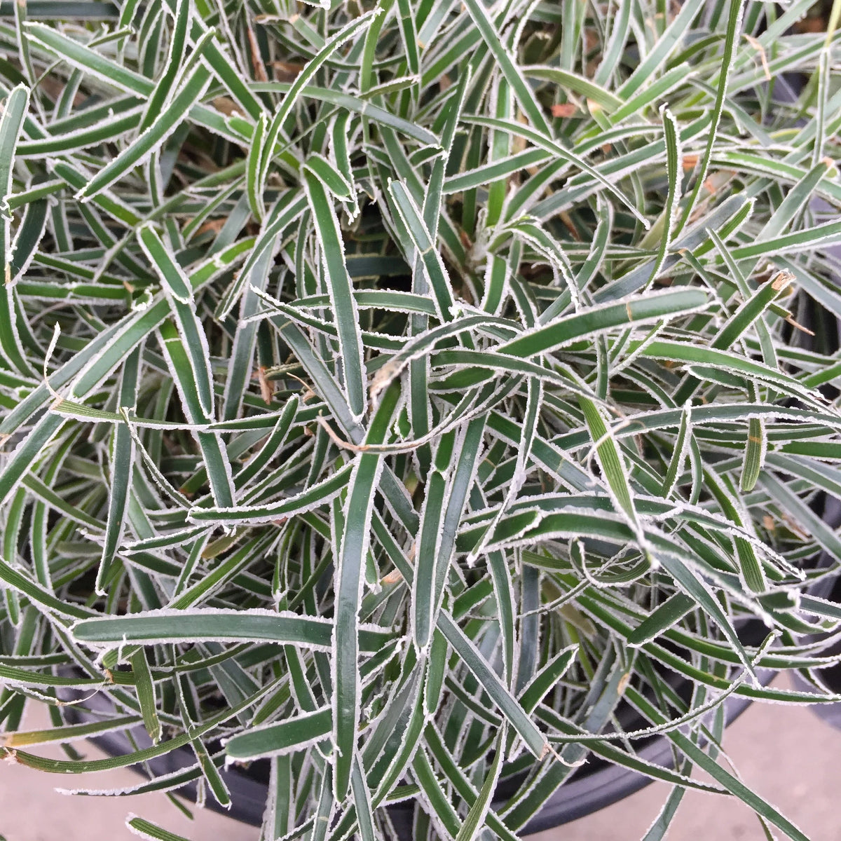 Ficinia Truncata Ice Crystal - Ficinia givré - Volume 3L / 10-20cm