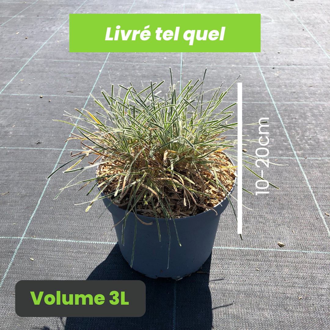 Ficinia Truncata Ice Crystal - Ficinia givré - Volume 3L / 10-20cm