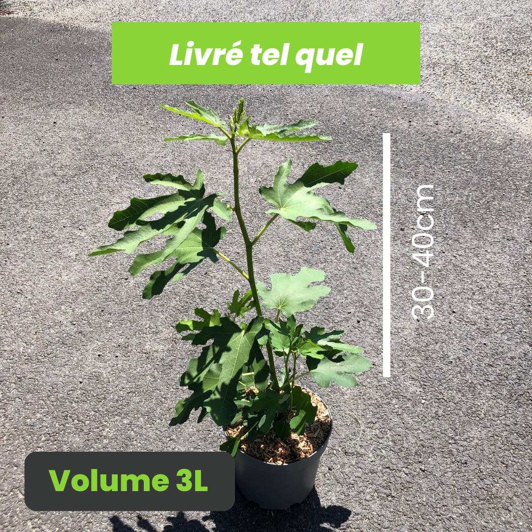 Ficus Carica Goutte d'Or - Figuier Goutte d'Or - Volume 3L / 30-40cm