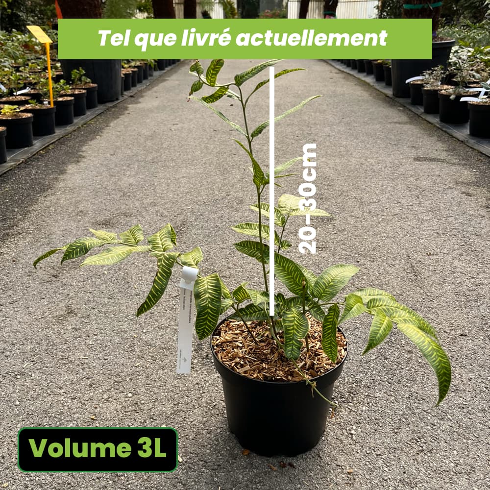 Fougère Coniogramme emeiensis Golden - Volume 3L / 20-30cm