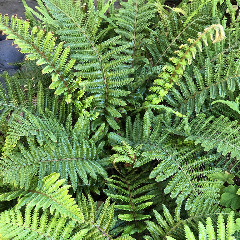 Fougère Polystichum Polyblepharum - Volume 2L / 20-30cm