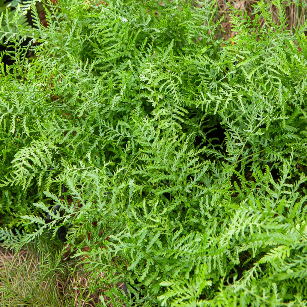 Dryopteris Filix-Mas - Fougère mâle - Volume 3L / 20-30cm