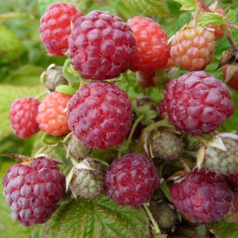 Rubus Idaeus Autumn Bliss - Framboisier Blissy - Volume 3L / 30-50cm