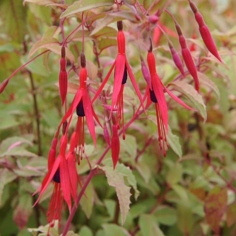 Fuchsia Magellanica Gracilis - Fuchsia de Magellan - Volume 3L / 20-30cm