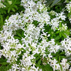 Galium Odoratum - Aspérule Odorante - Volume 3L / 20-30cm