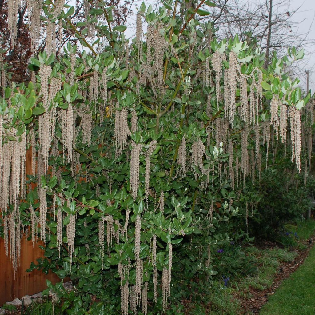 Garrya Elliptica James Roof - Volume 4L / 40-60cm