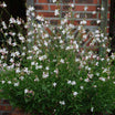 Gaura Lindheimeri - Gaura de Lindheimer - Volume 3L / 30-50cm