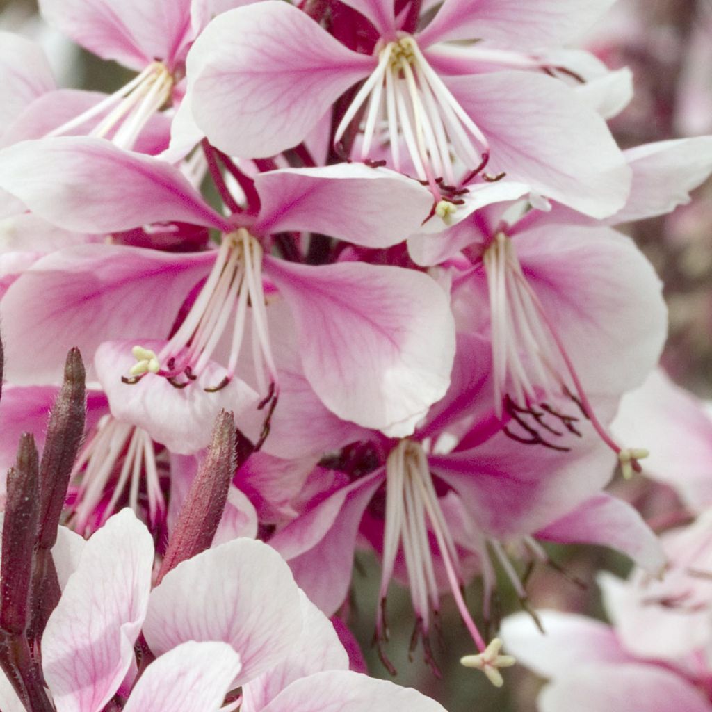 Gaura Lindheimeri Cherry Brandy - Volume 3L / 30-40cm
