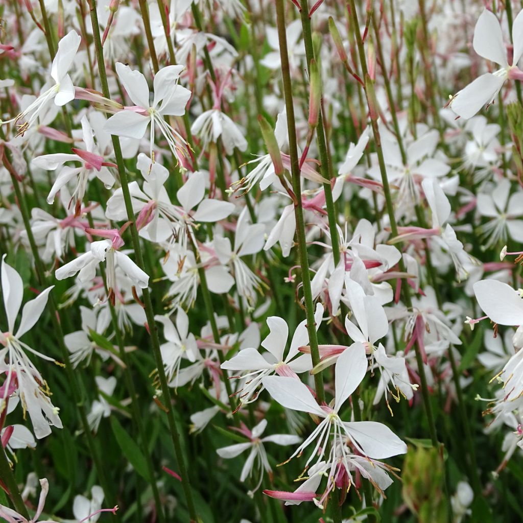 Gaura Lindheimeri Whirling Butterflies - Volume 3L / 30-50cm
