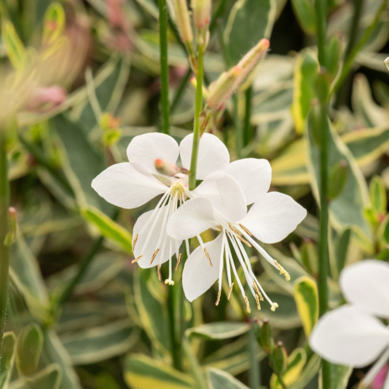 Gaura corrie's gold - Gaura de Lindheimer à feuillage panaché - Volume 3L / 30-40cm