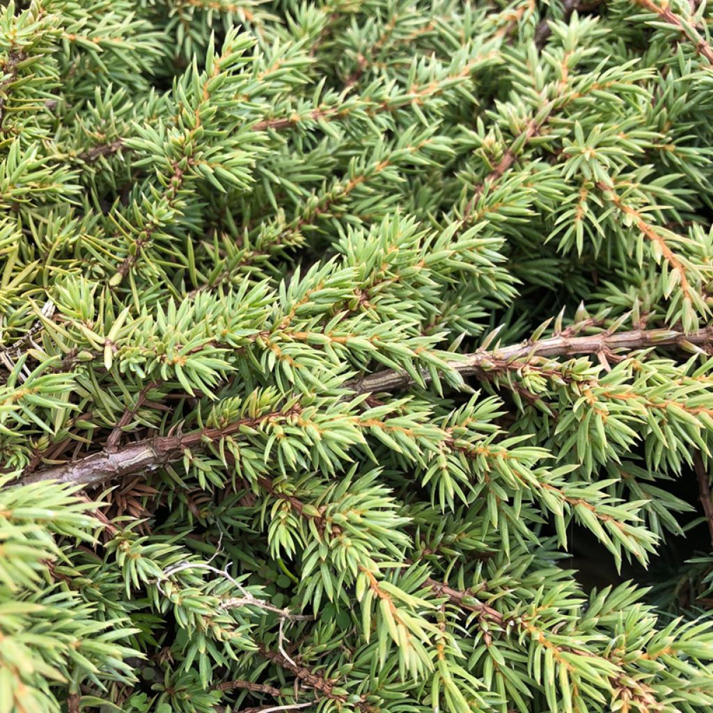 Juniperus Communis Green Carpet - Genévrier Commun - Volume 3L / 30-40cm
