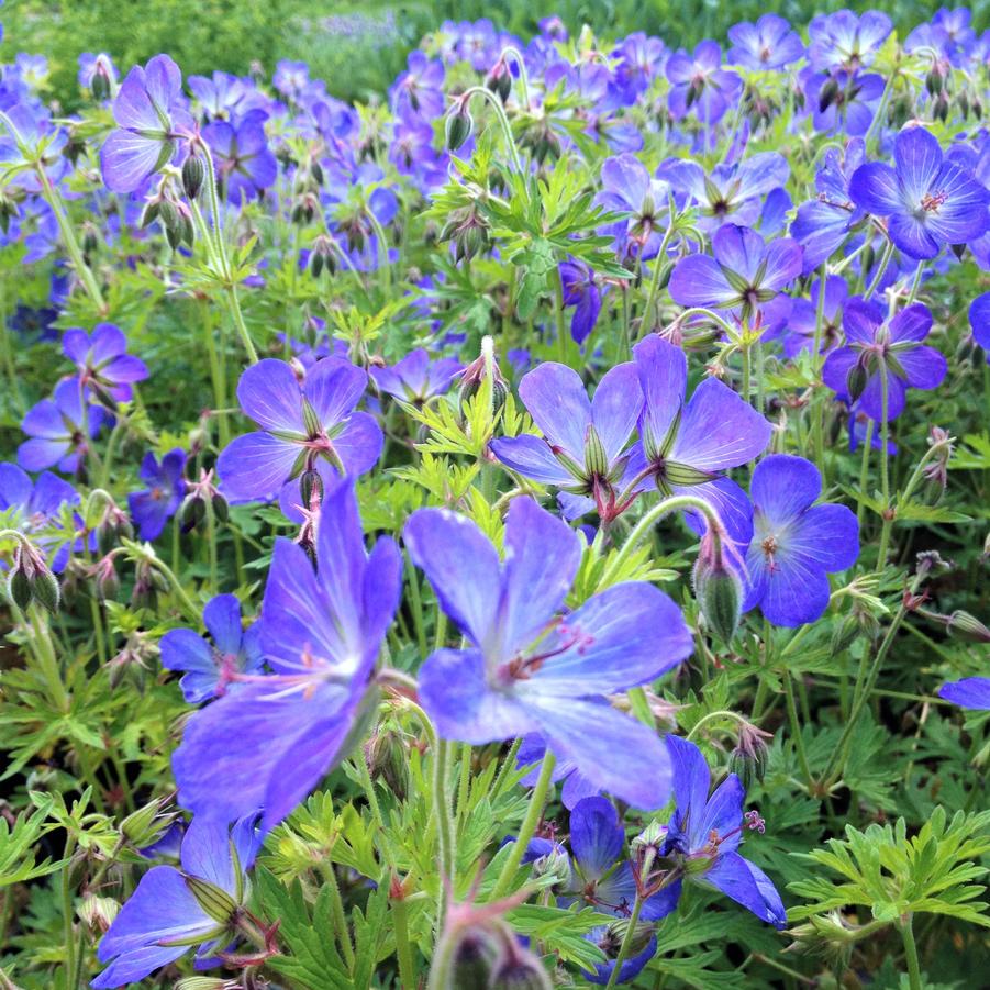 Geranium Johnson Blue - Bec de Grue - Volume 3L / 15-20cm