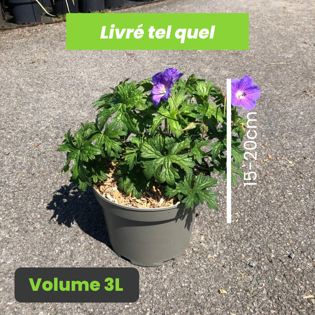 Geranium Johnson Blue - Bec de Grue - Volume 3L / 15-20cm