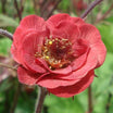 Geum Flames of Passion - Benoîte rose teintée de rouge - Volume 3L / 20-40cm