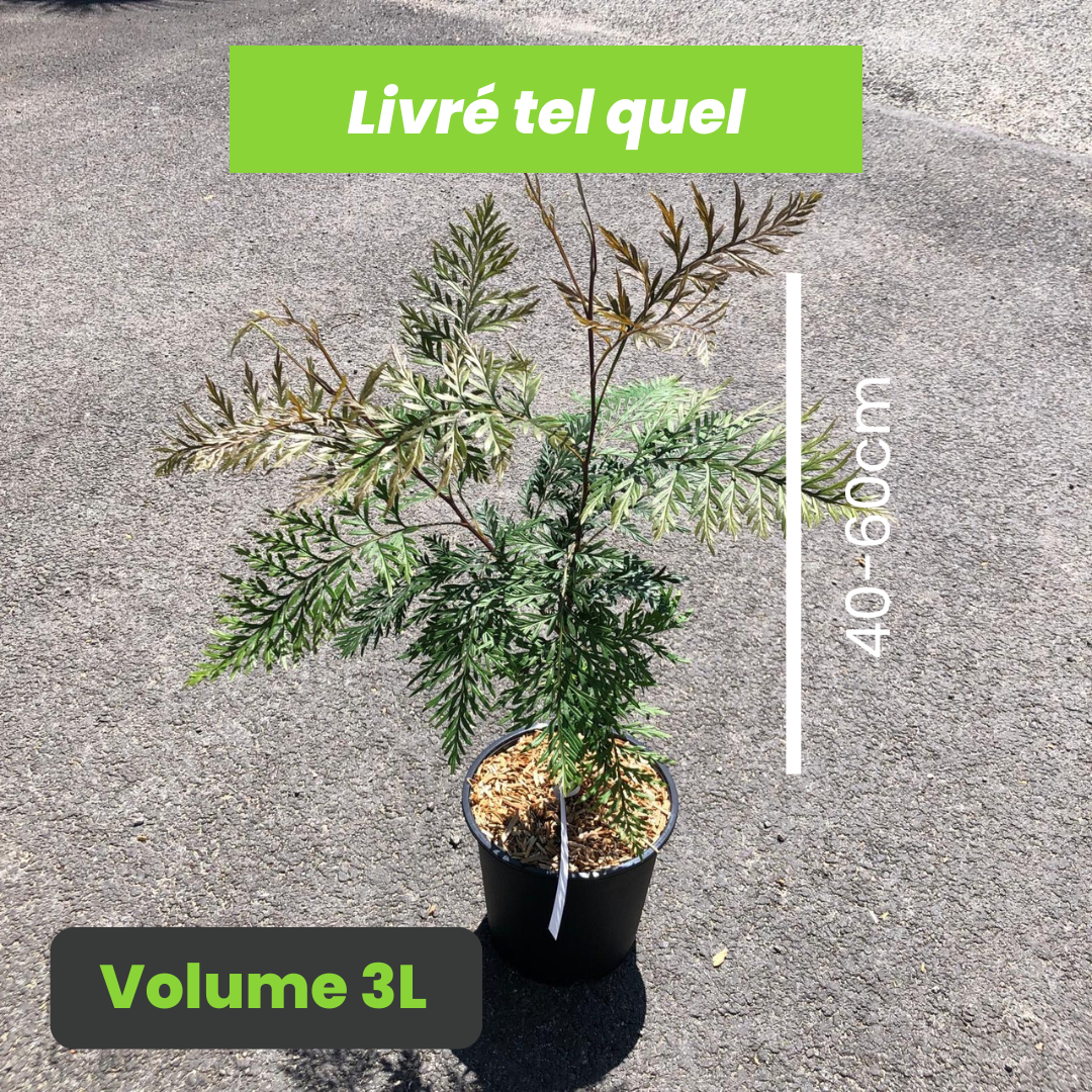 Grevillea robusta - Chêne soyeux d'Australie - Volume 3L / 40-60cm
