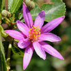Grewia Occidentalis - Volume 4L / 30-50cm