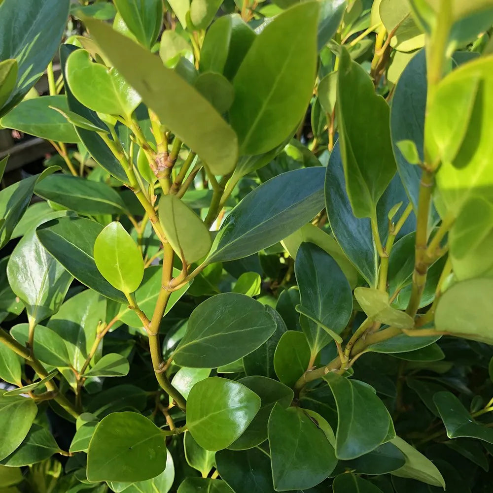 Griselinia Littoralis - Griseline du littoral - Volume 3l / 30-50cm