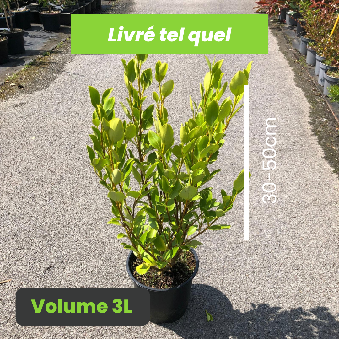 Griselinia Littoralis - Griseline du littoral - Volume 3l / 30-50cm