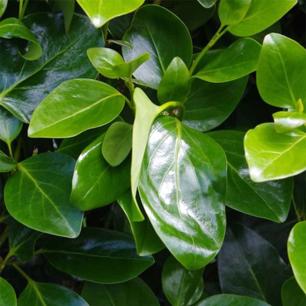 Griselinia Littoralis Emerald - Griselinie du littoral - Volume 3L / 30-50cm