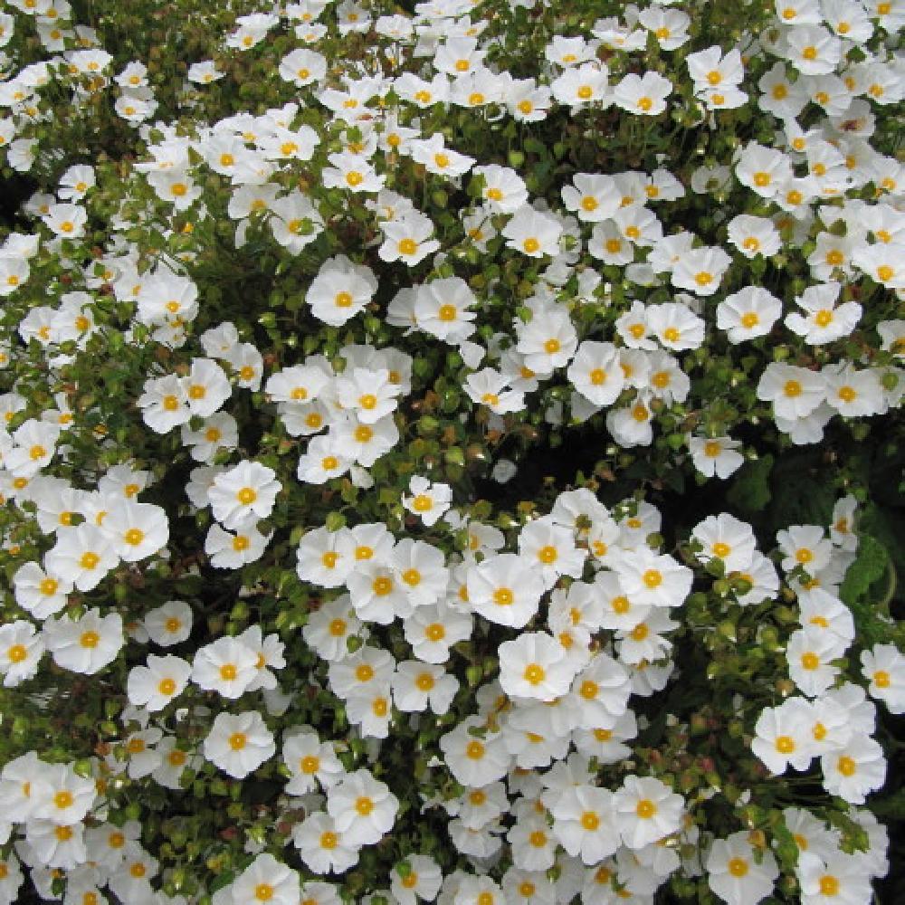 Halimiocistus Sahucii - Halimiociste de Sahuc - Volume 3L / 30-40cm