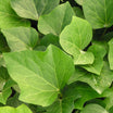 Hedera Algeriensis Bellecour - Lierre couvre-sol - Volume 3L / 30-40cm