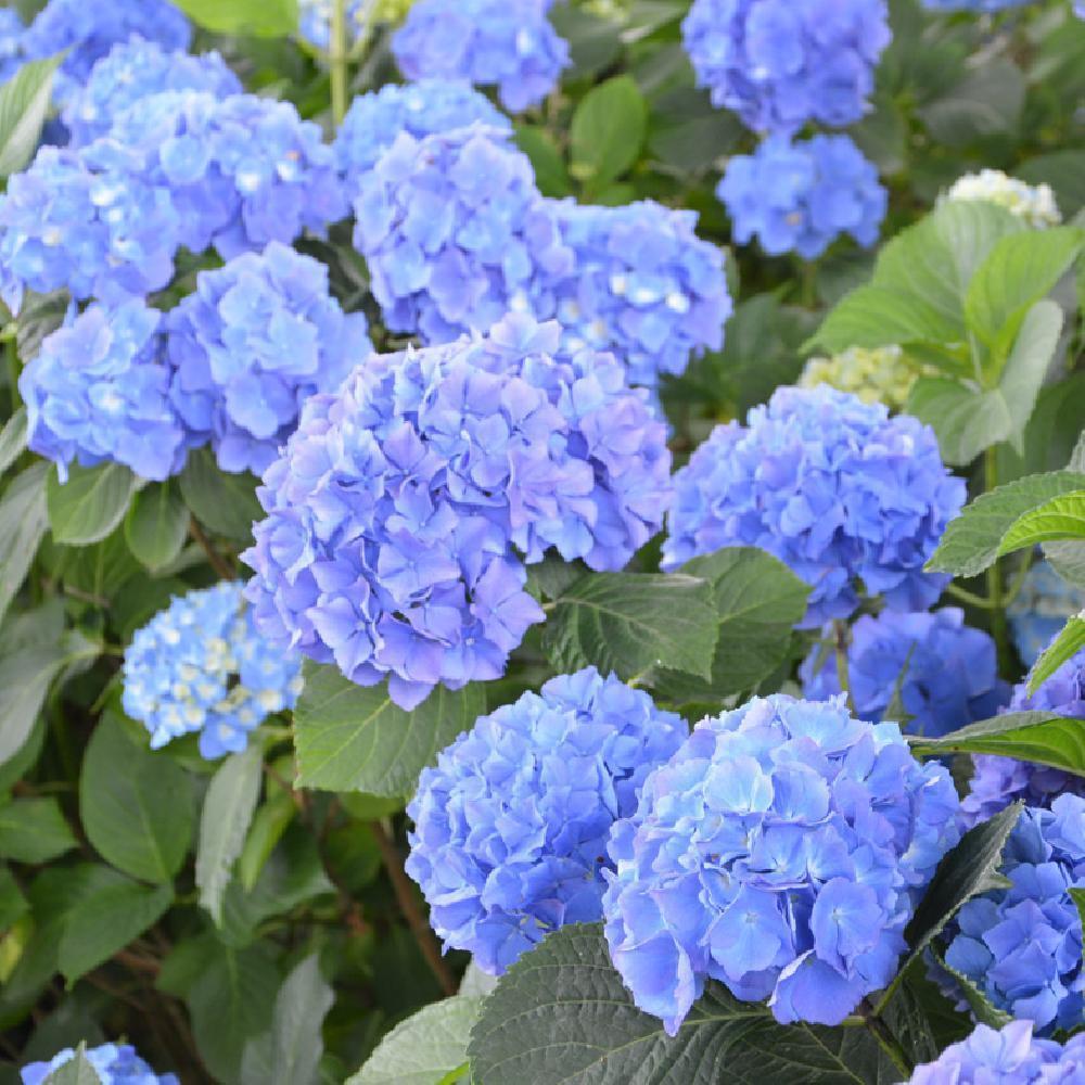 Hydrangea Macrophylla Renate Steiniger - Volume 3L / 20-30cm